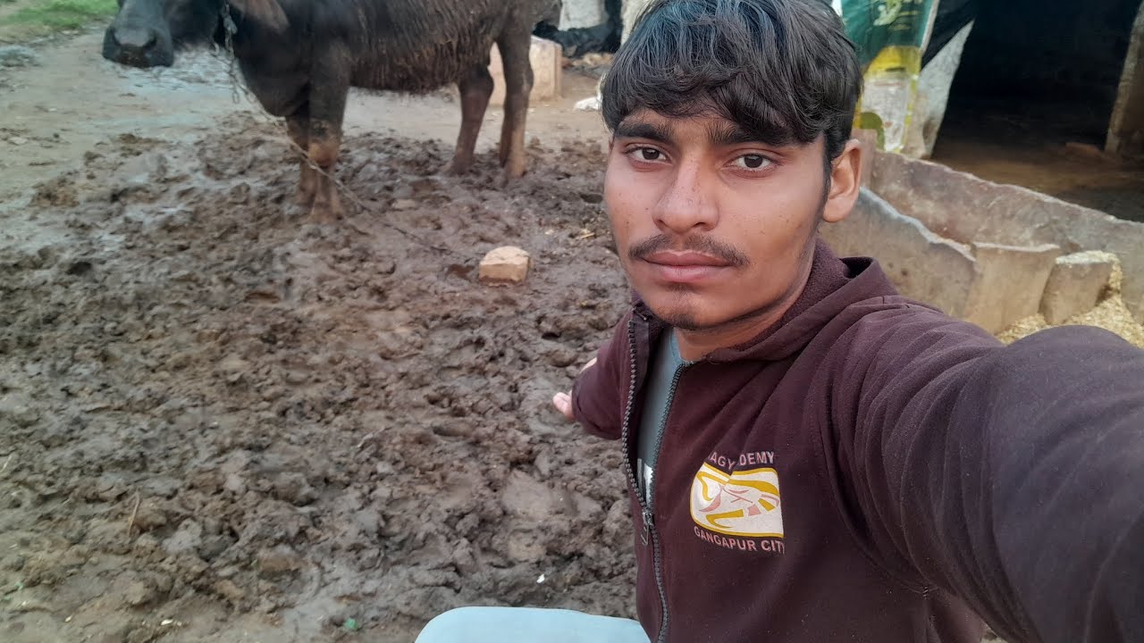 Bhains khhachhe se 😌 Pareshan 