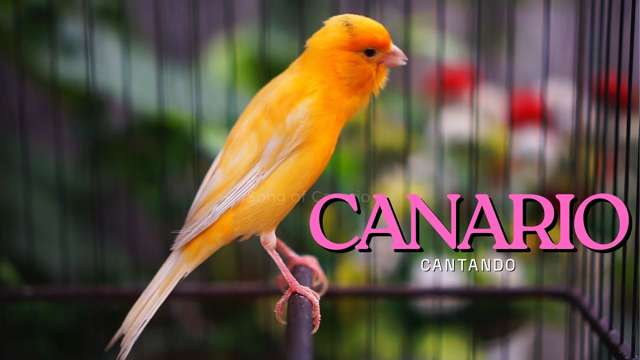 Canário Cantando Muito: 1 Hora de Canto para Estimular seu Pássaro3. Foco em Relaxamento e Natureza