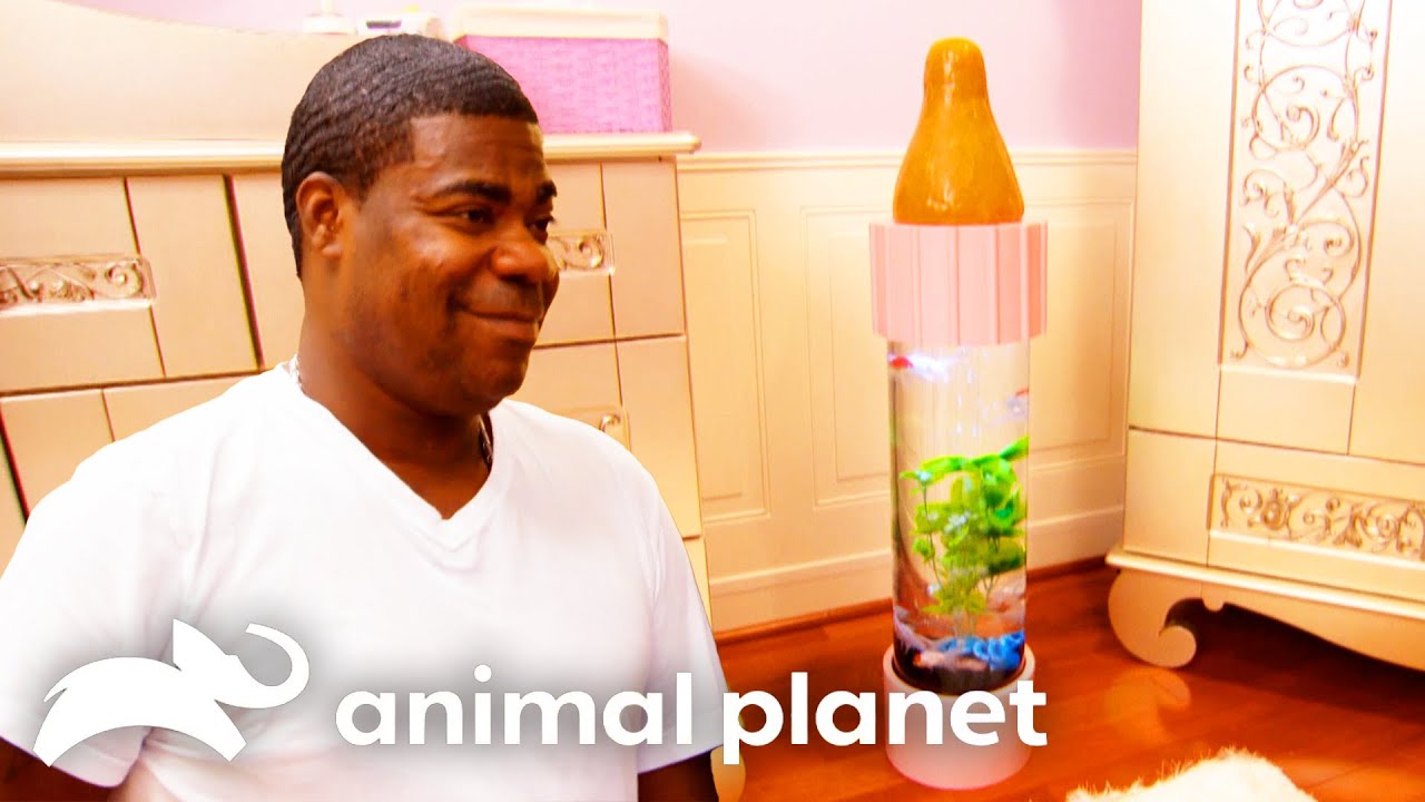 Tracy Morgan Gets a Baby Bottle Fish Tank for His Daughter! | Tanked | Animal Planet