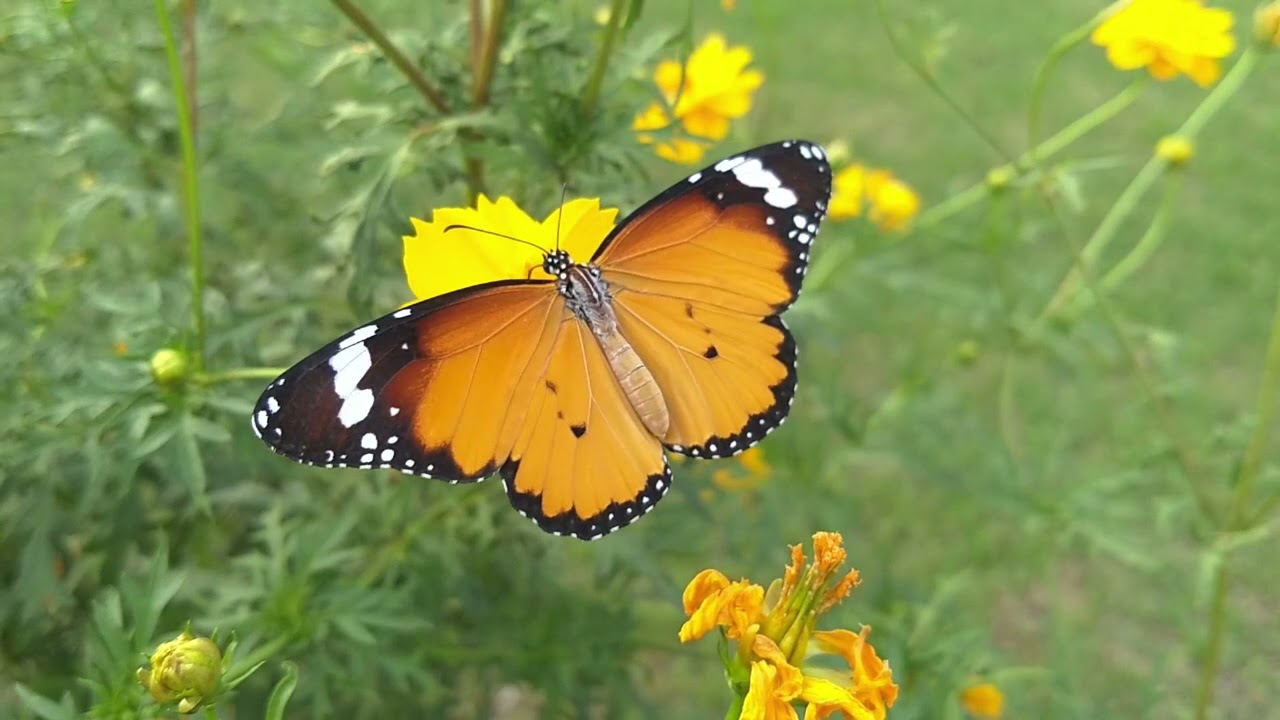 video editing Nature (La genesi del tuo colore, Irama)