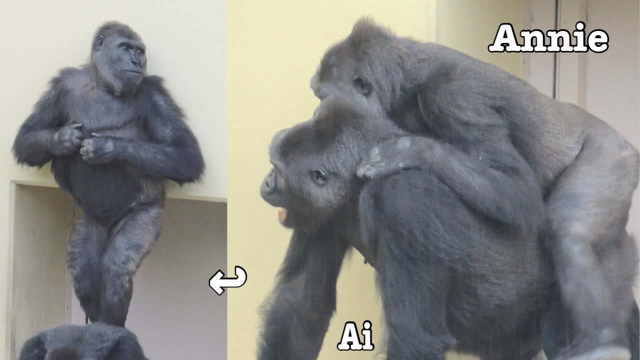 Дочь играет на материнской back❤️ Ai и Annie⭐️Gorilla родитель и ребенок