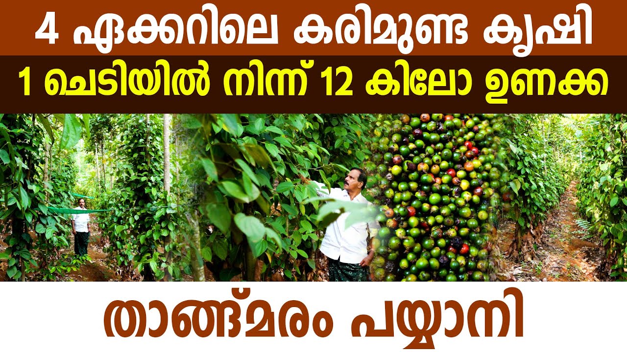 കരിമുണ്ടയിൽ നിന്ന് 12 കിലോ ഉണക്ക കുരുമുളക് കിട്ടുമോ I Kurumulaku Krishi I Blackpepper Farming I