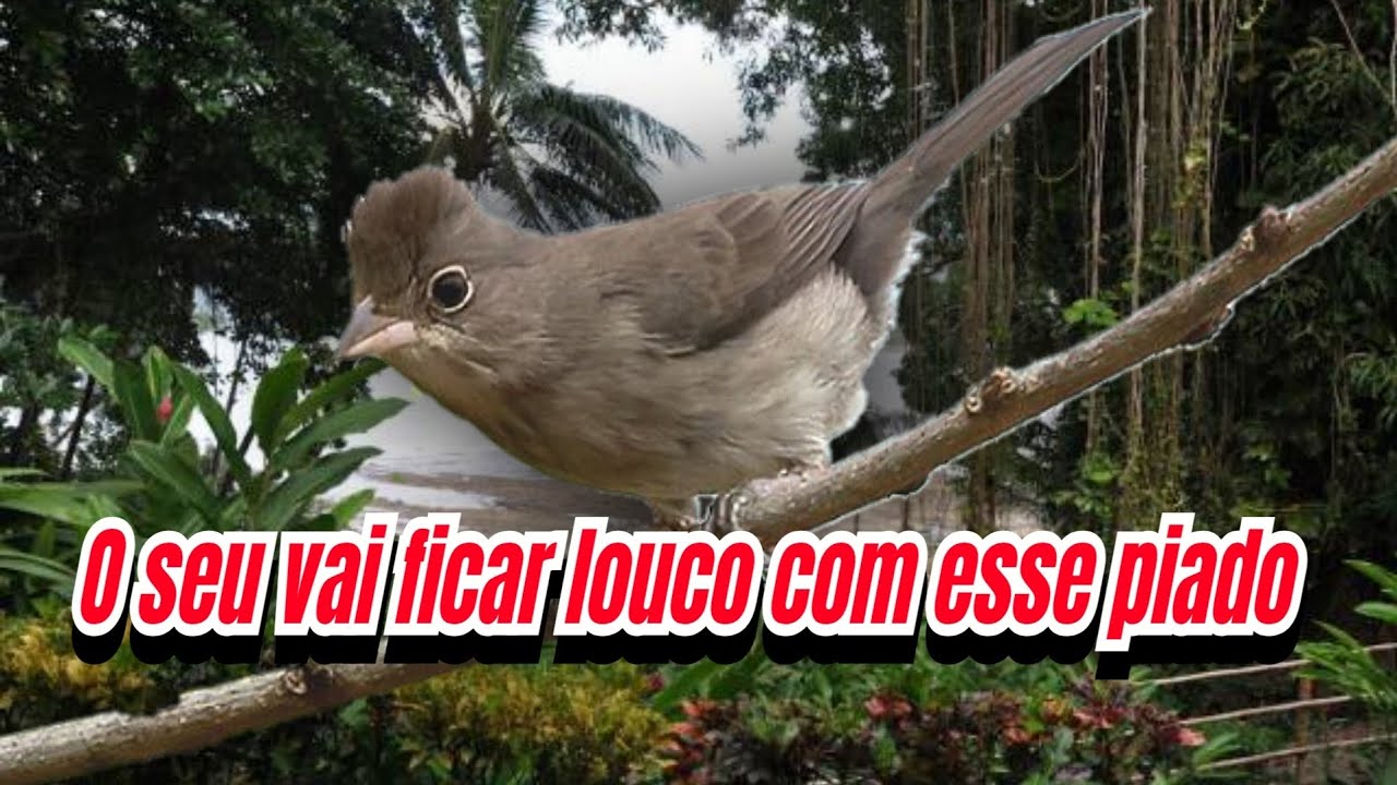 Fêmea de Cravina chamando ou Maria fita Tico Tico rei para esquentar 