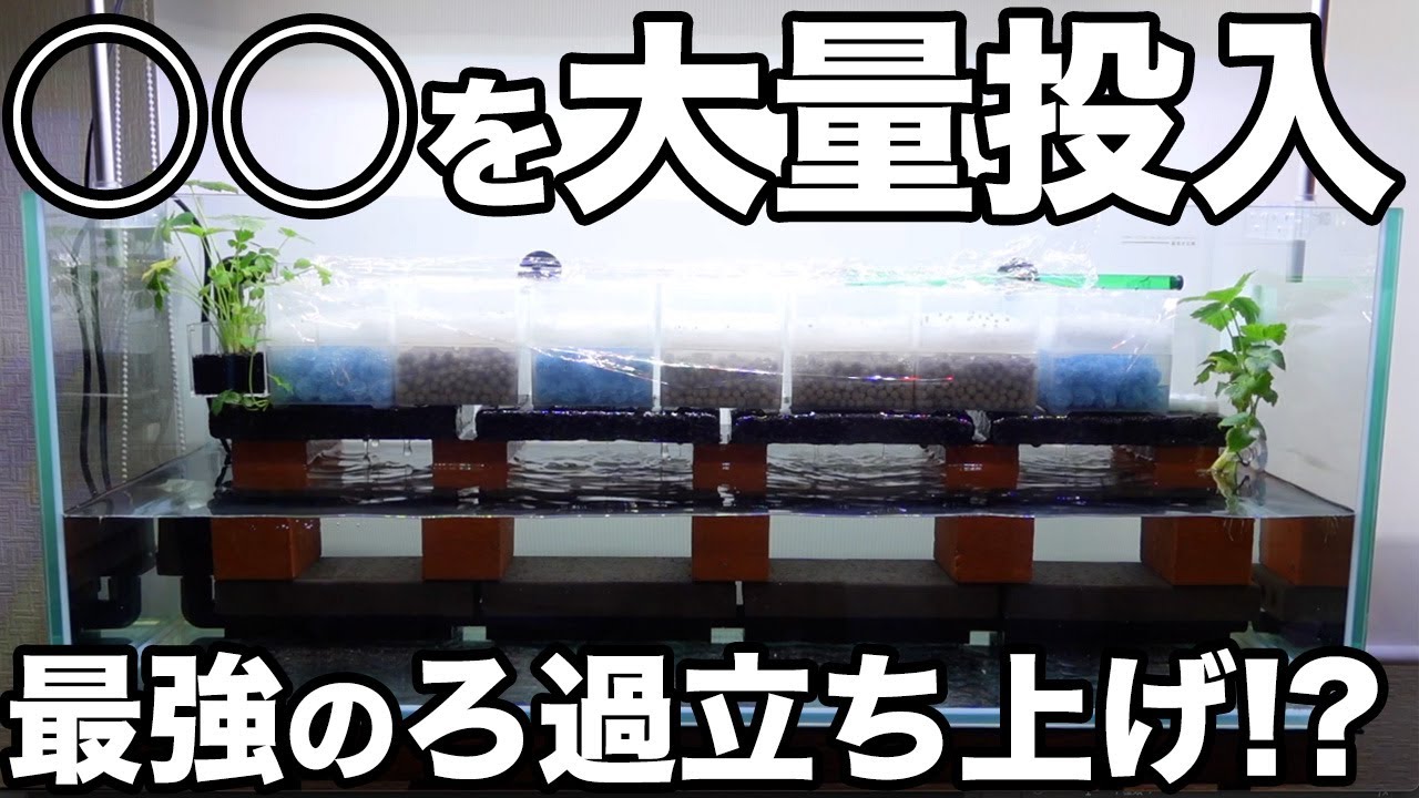 水槽にBICOM Bafiを大量投入して最速ろ過立ち上げ作戦！