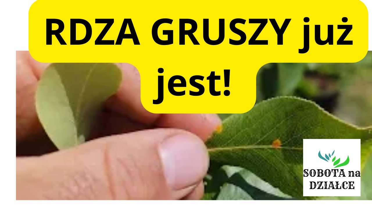 RDZA GRUSZY już jest!                         Czym opryskałem nasze GRUSZE?