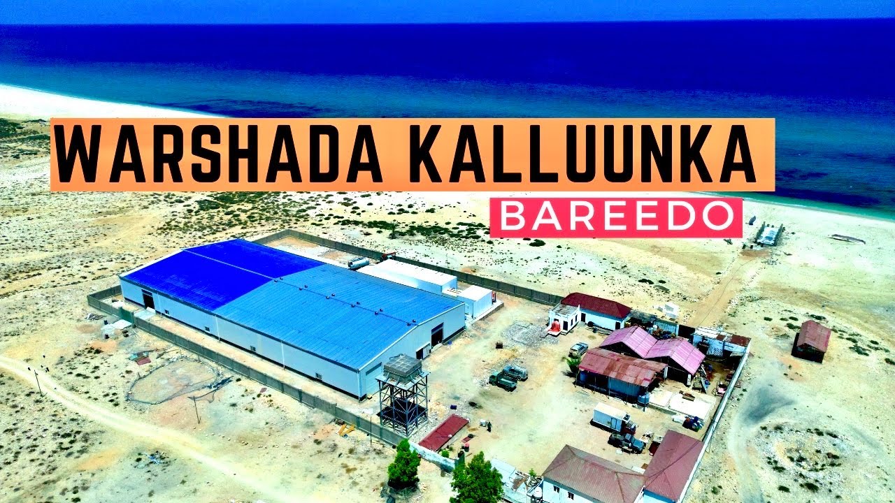 Warshada kalluunka Bareedo Puntland.