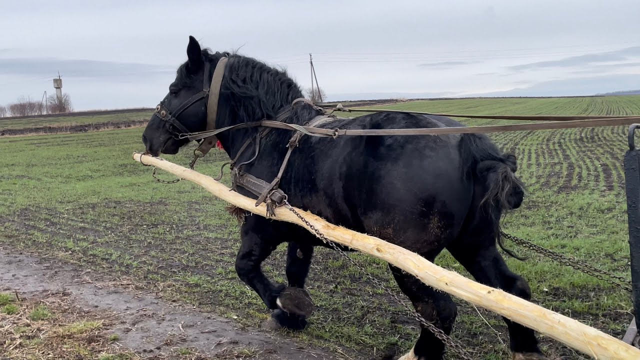 Жеребець Рубін/Запрягли Рубіна до Брички/Жеребець /Black Stallion/Draft Horse