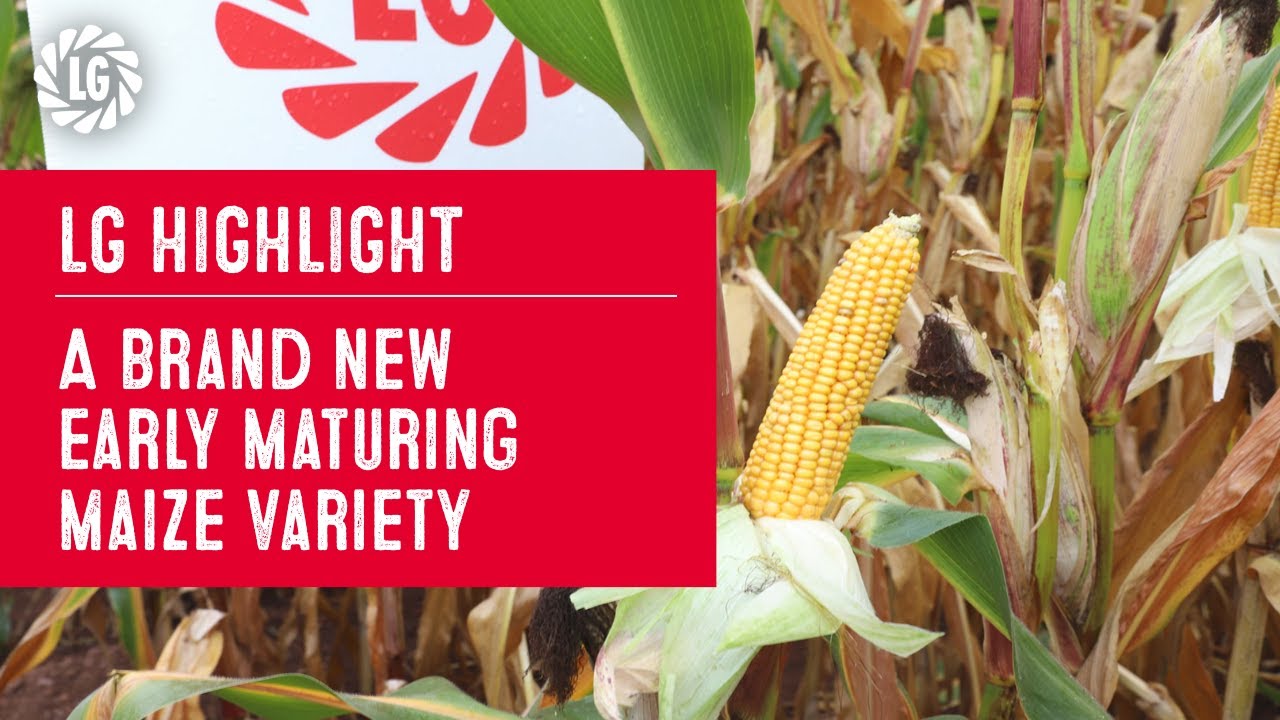 LG HIGHLIGHT | New Forage Maize Variety for 2026 from Limagrain
