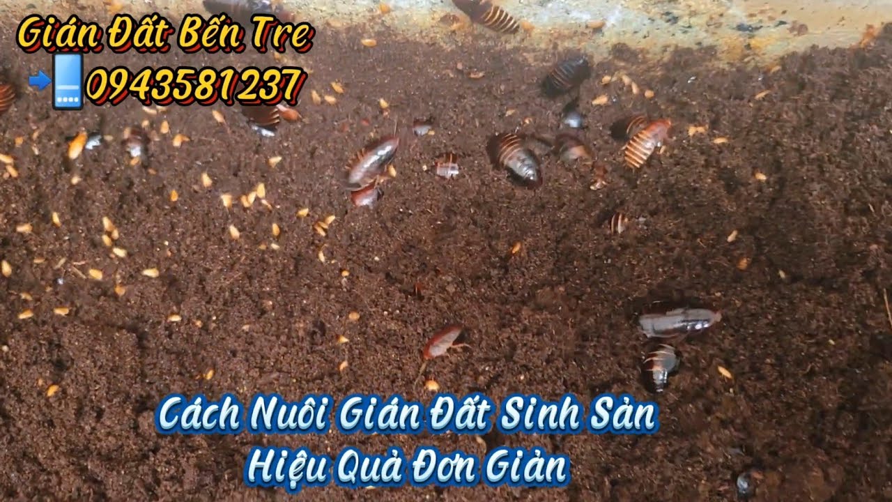 Cách Làm Thùng Nuôi Gián Đất Sinh Sản Tại Nhà Chủ Động Nguồn Mồi