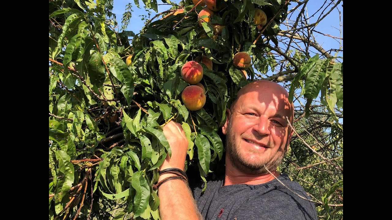 Pfirsich Ernte im eigenen Garten