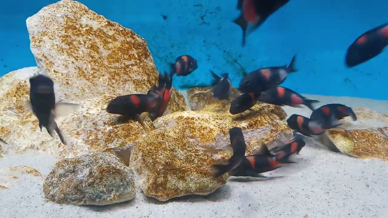 Tropheus Bulupoint  , kolacyjka 😋
