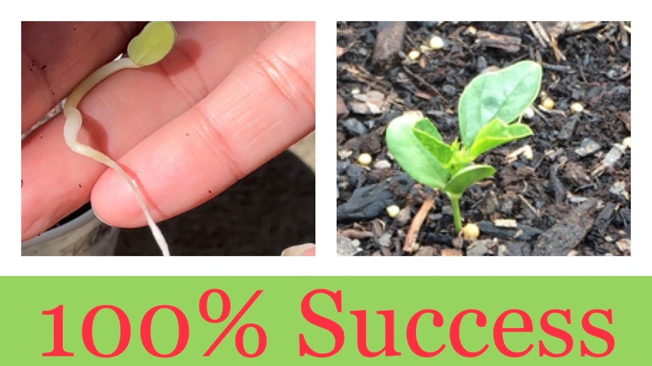Extremely easy way to germinate CLUSTER BEANS seeds.