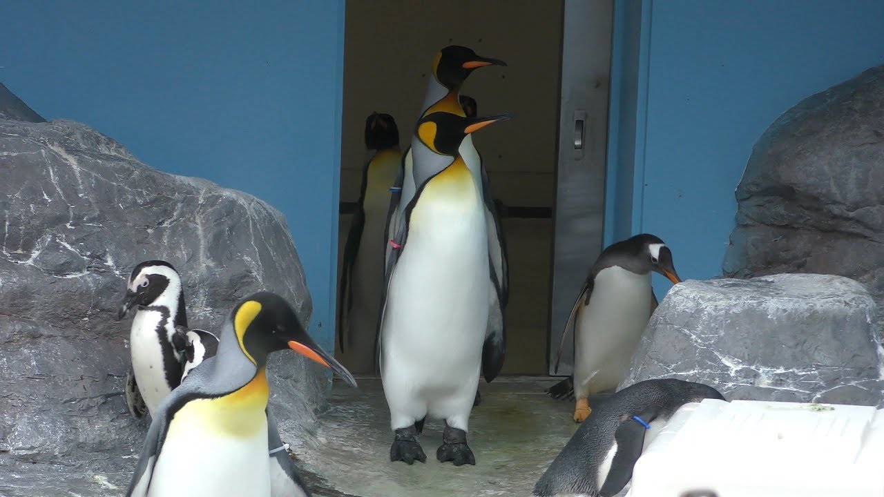 ペンギン館 (登別マリンパークニクス) 2019年6月16日
