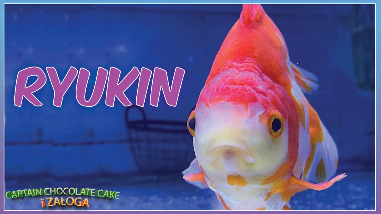 Welonki rasowe: ryukin.