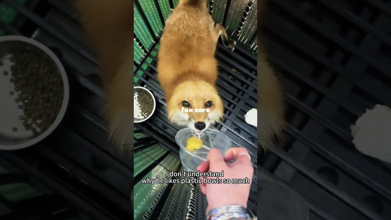 fox core :3  #fypシ゚viral #cute #pets #dc #fox #furry #shorts #viral  #puppy