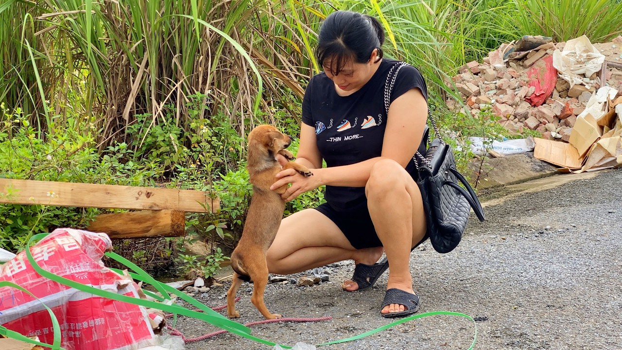 No One Is Forgotten &ndash; The Story of Saving a Poor Little Dog✨❤️🐶