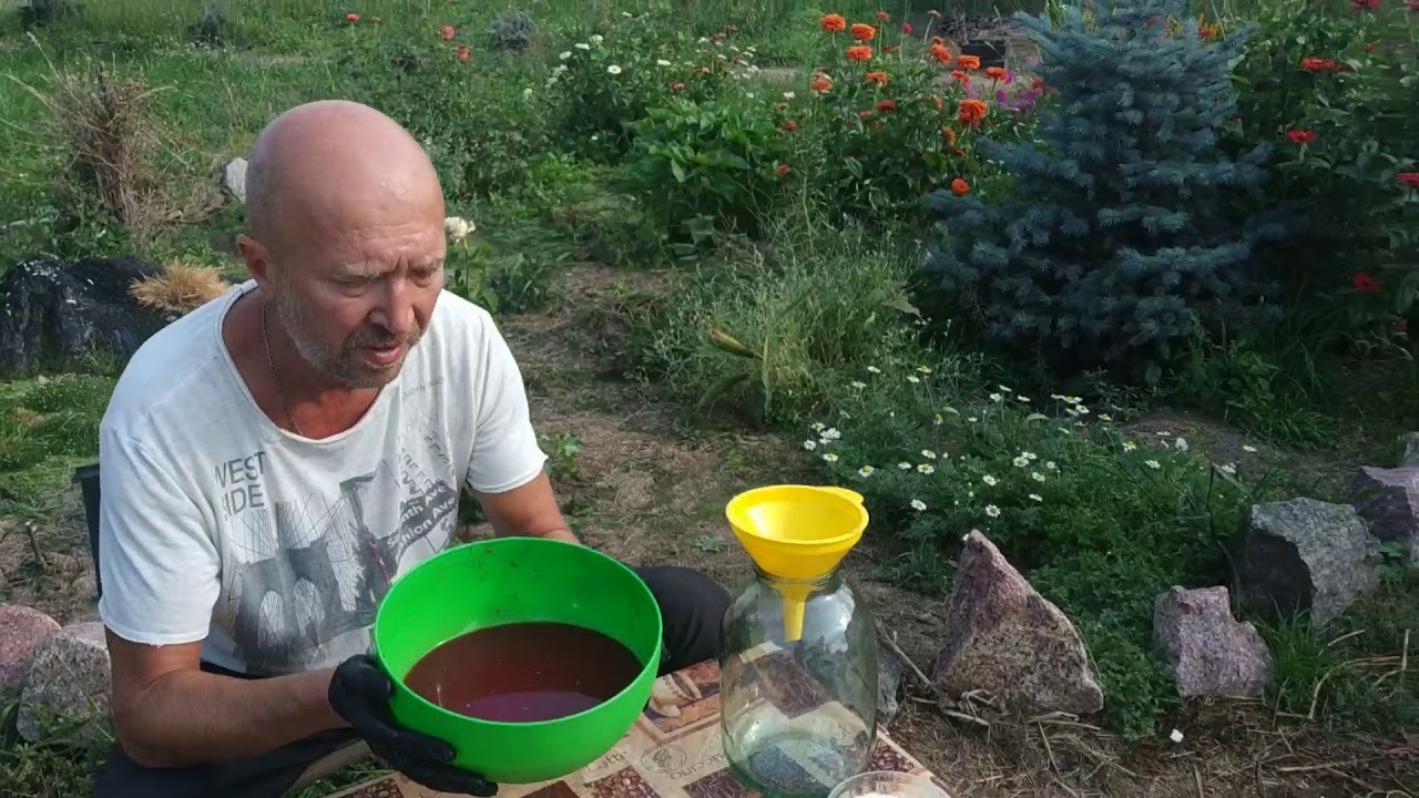 НАСТОЙКА ИЗ КИЗИЛА.