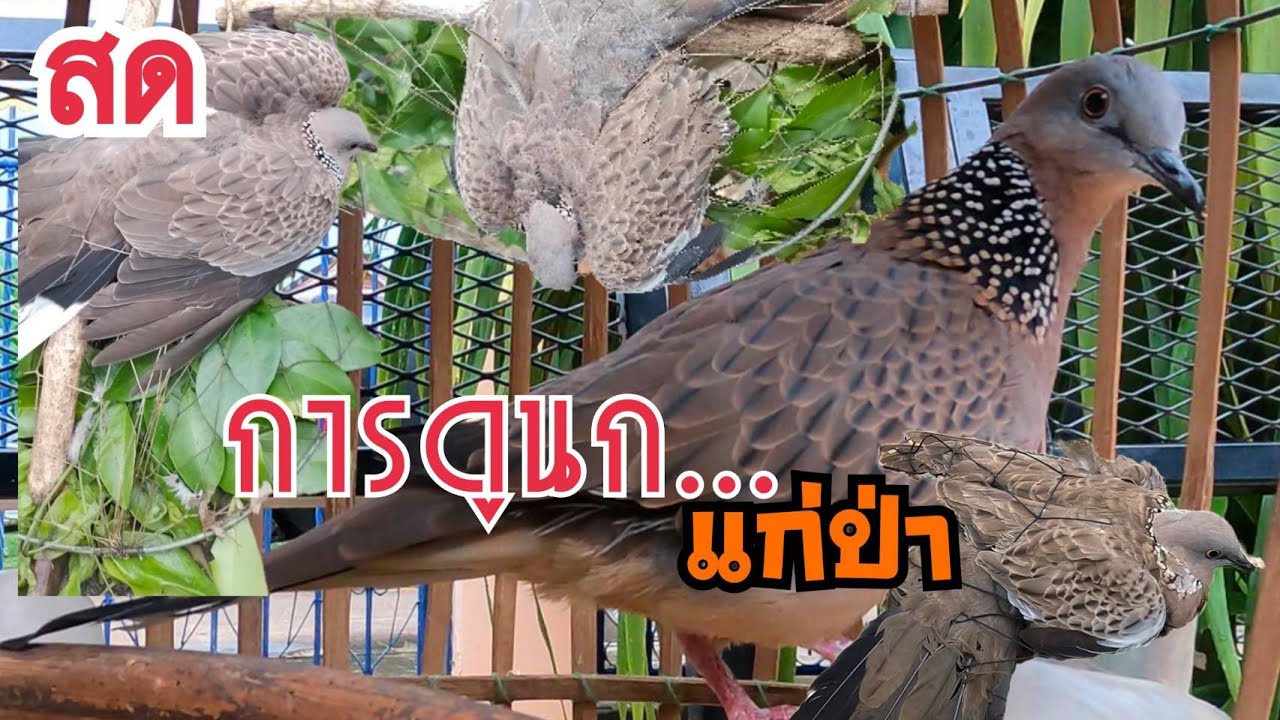 ลักษณะการดูนกเขาใหญ่...แก่ป่า/ ขนป่า ขนบ้าน