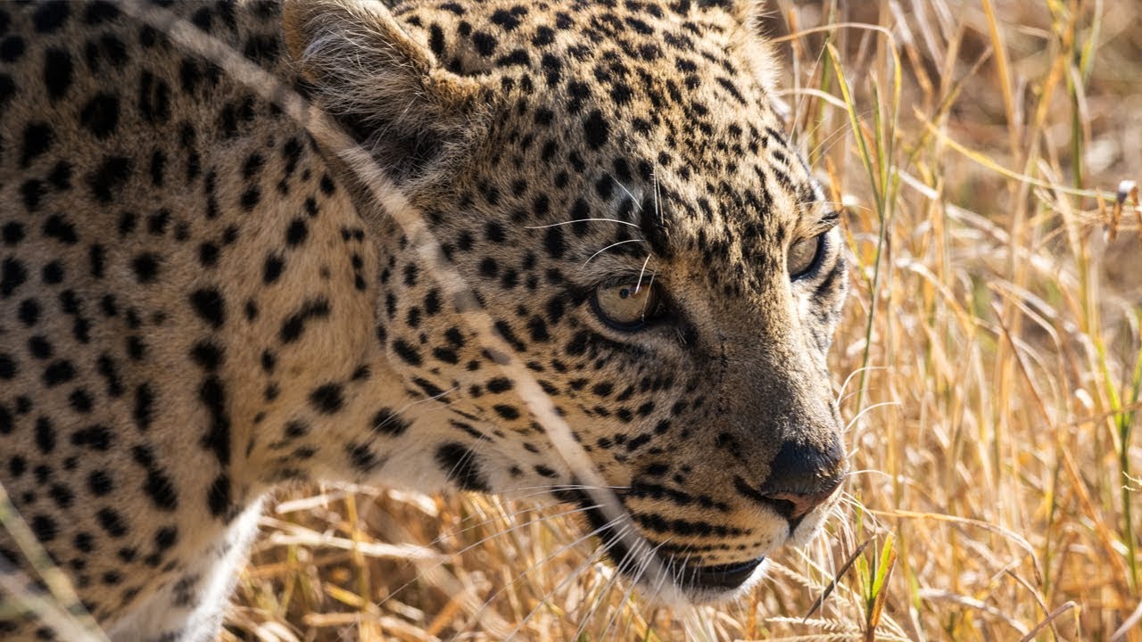 Serengeti National Park | Wildlife Photography | Tanzania