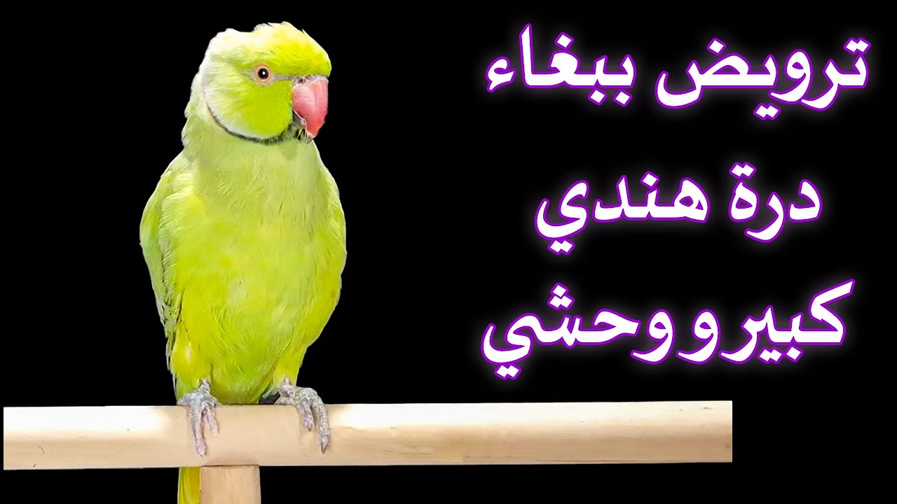اقوى طريقة لترويض ذكر ببغاء الدرة الهندية المطوقة الوحشي و التخلص من العض و الصراخ الجزء الاول