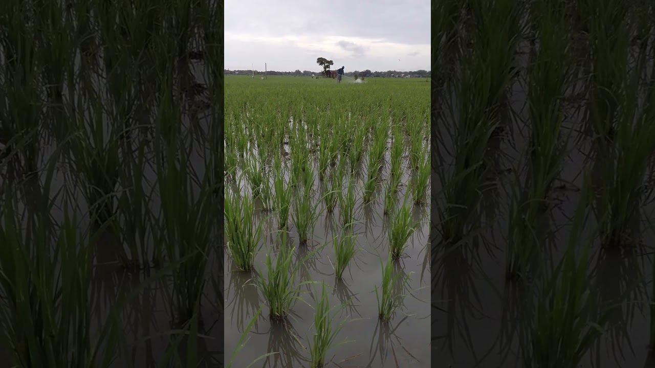 Matun padi di sawah