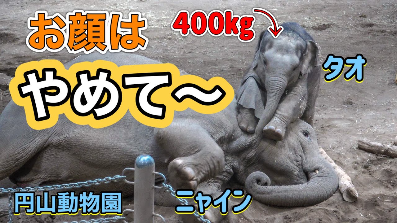 【円山動物園アジアゾウ】400キロを超えたタオちゃん、ニャインちゃんの顔に乗っちゃったー！＃円山動物園＃アジアゾウ＃タオ＃ニャイン