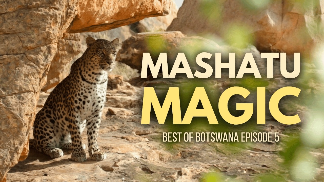 Is Mashatu Worth Visiting for Big Cats? We Find Out! (Best of Botswana Ep.5)