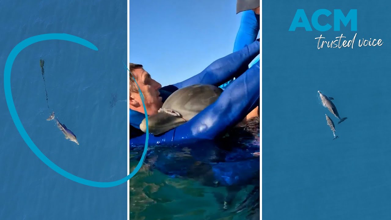 Dolphin calf reunited with mum after rescue from fishing net