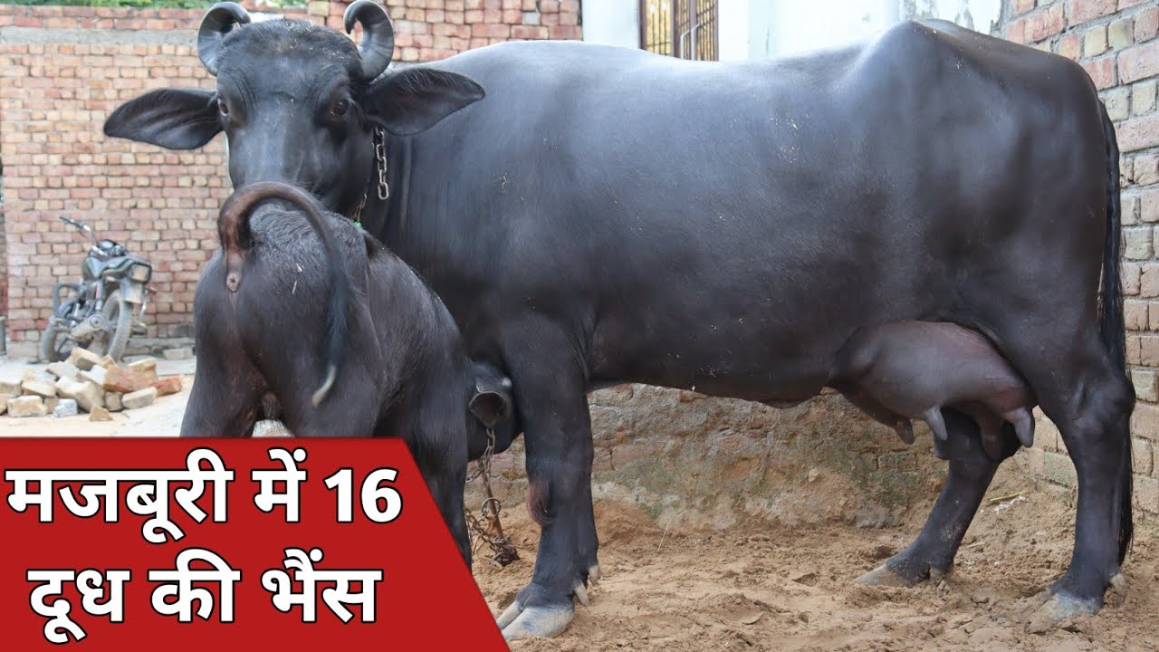 मजबूरी में 16 किलो तैयार दूध की भैंस || बिक्री के लिए उपलब्ध || Dr. Anup Singh (9034282810)