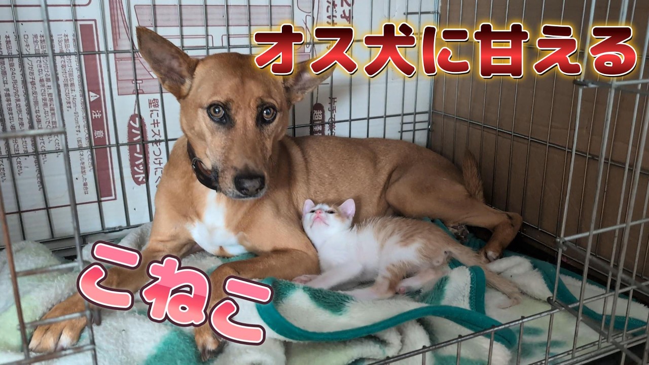 どんどん大きくなるワチ！！