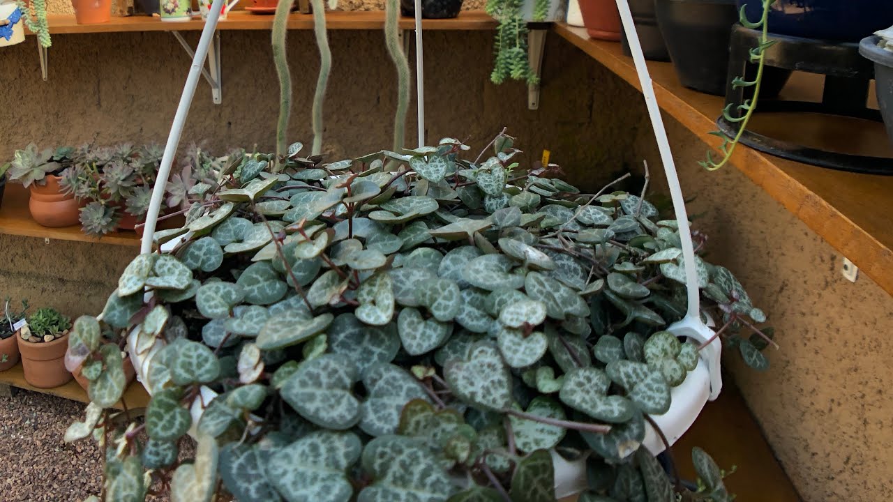 SUCULENTA coração emaranhado (Ceropegia Woodii) - Como ter um LINDO vaso CHEIO