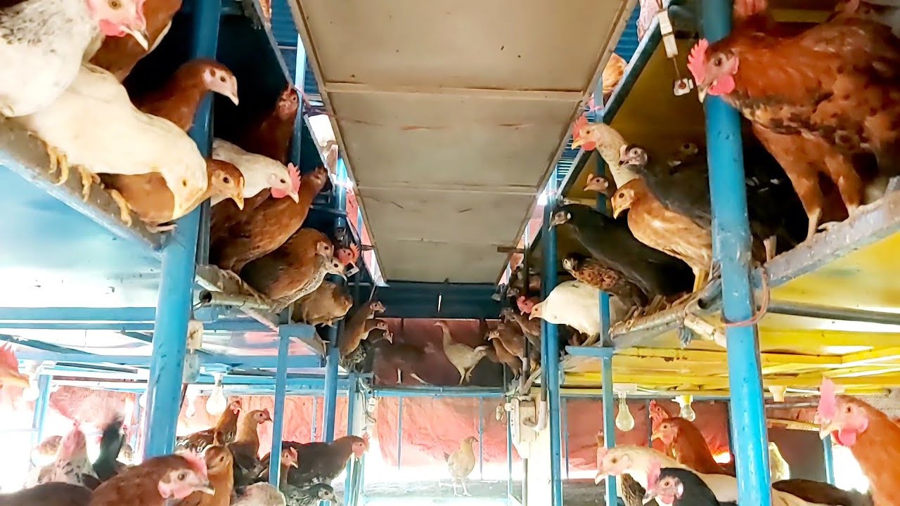 Best poultry shed design || Smart poultry farm || Beautiful shed design for australorp poultry farm