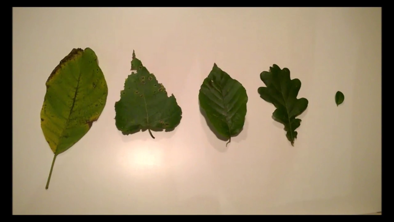 Een herbarium maken