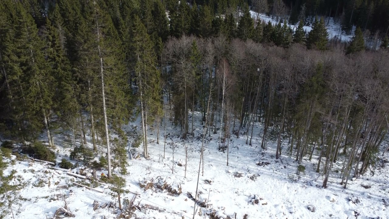 NR 1. Fällning av över grova granar den 20 Februari 2026 i Kariabacken i Fagerhult.