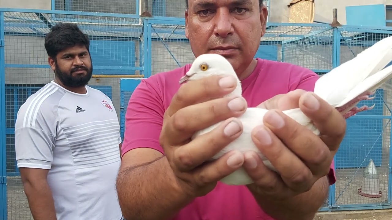 Breeding Pair for Abhesek 3rd time by Babbu Kainth 8872117070