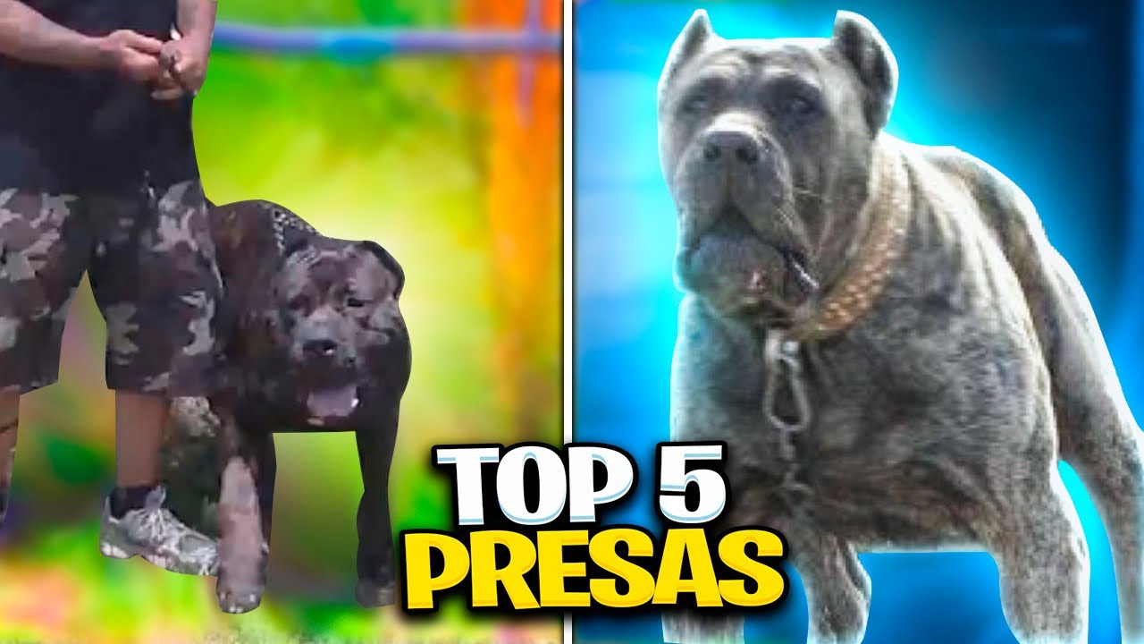 Top 5 melhores Presa Canário da história