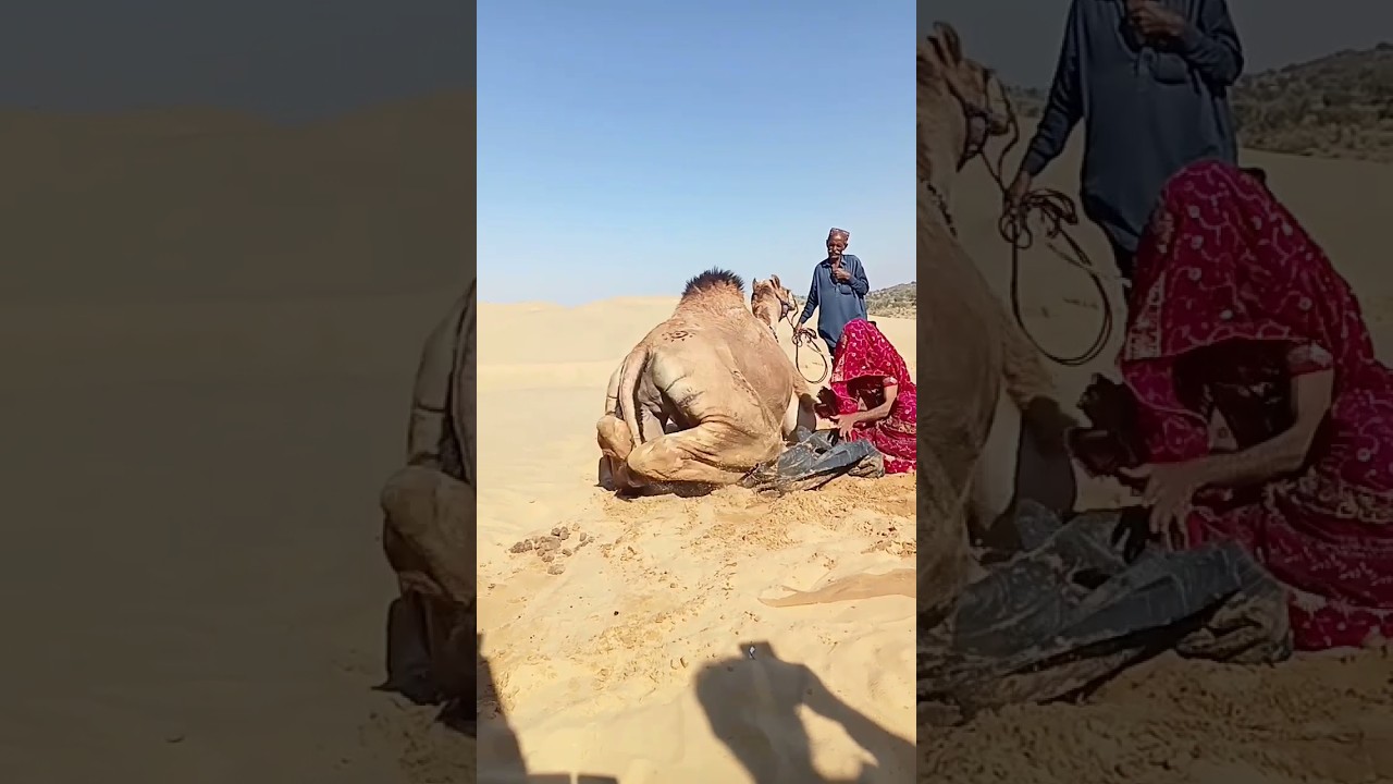 فتاة صحراوية تبرد الجمل بأنبوب أثناء حرارة الصحراء الشديدة