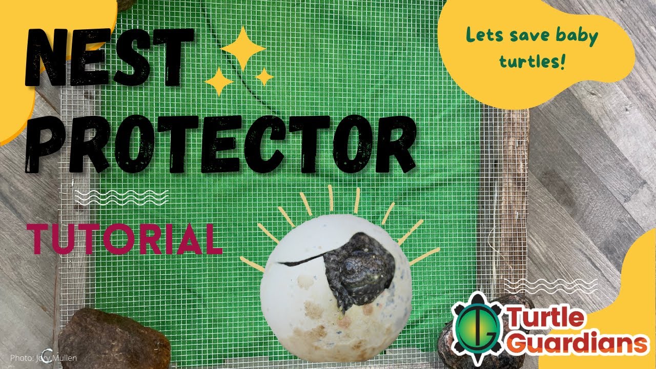 How to Build a Turtle Nest Protector