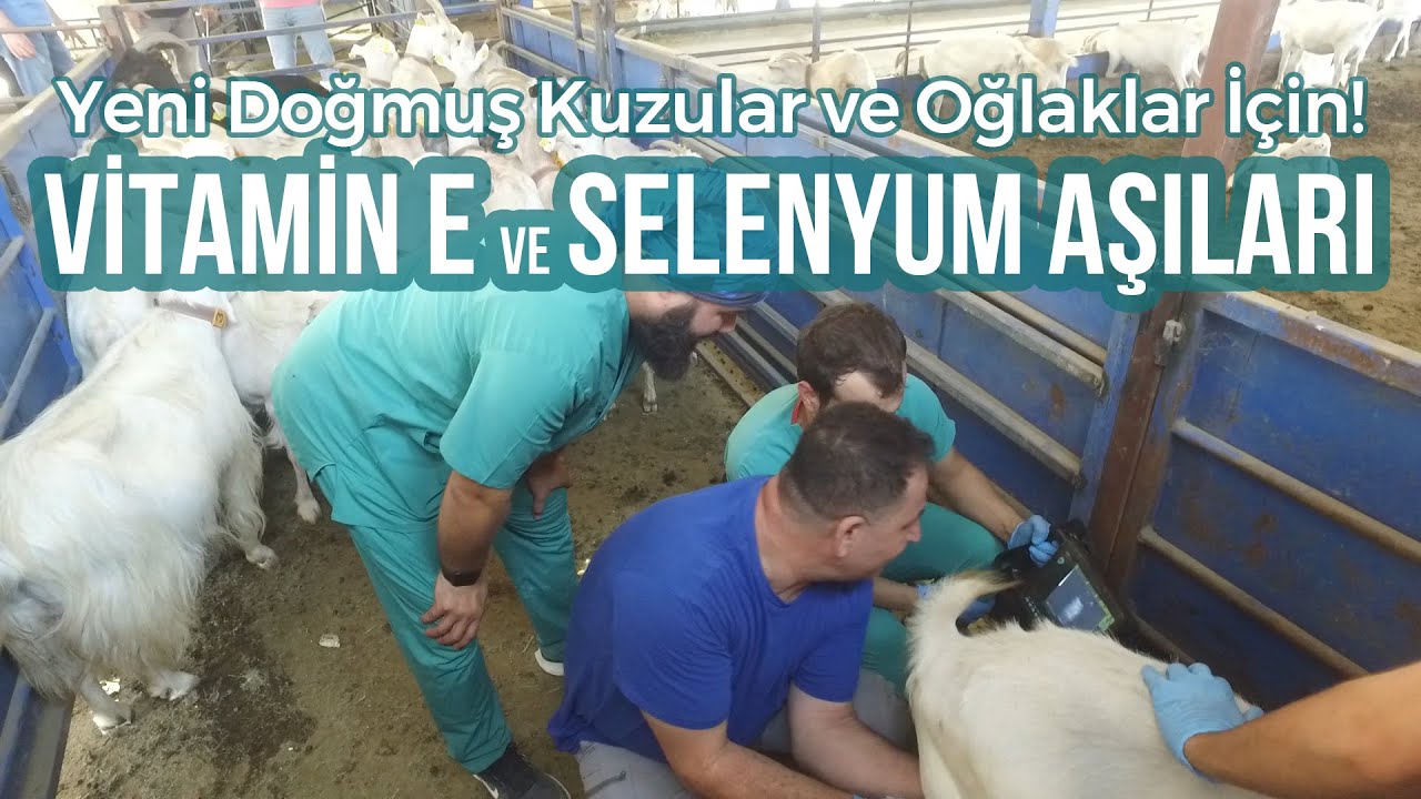Yeni Doğmuş Kuzular İçin Vitamin E ve Selenyum Aşıları - Koyuncu