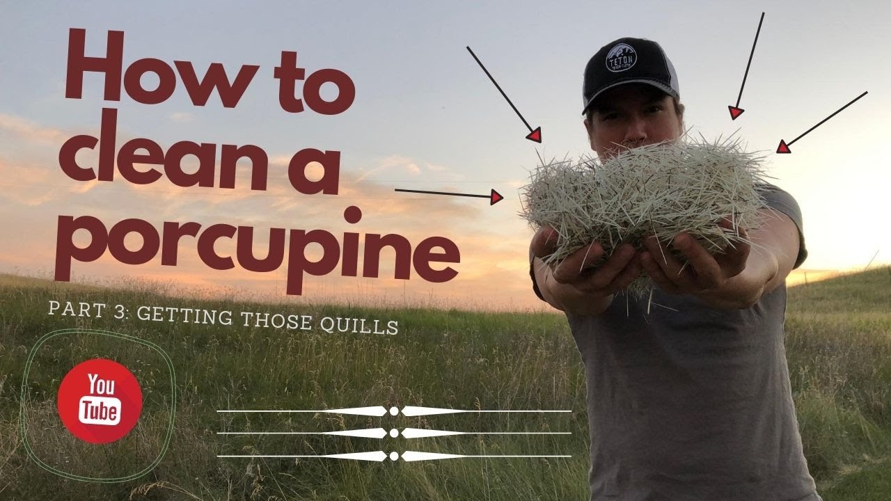 How to clean a porcupine | Part 3 
