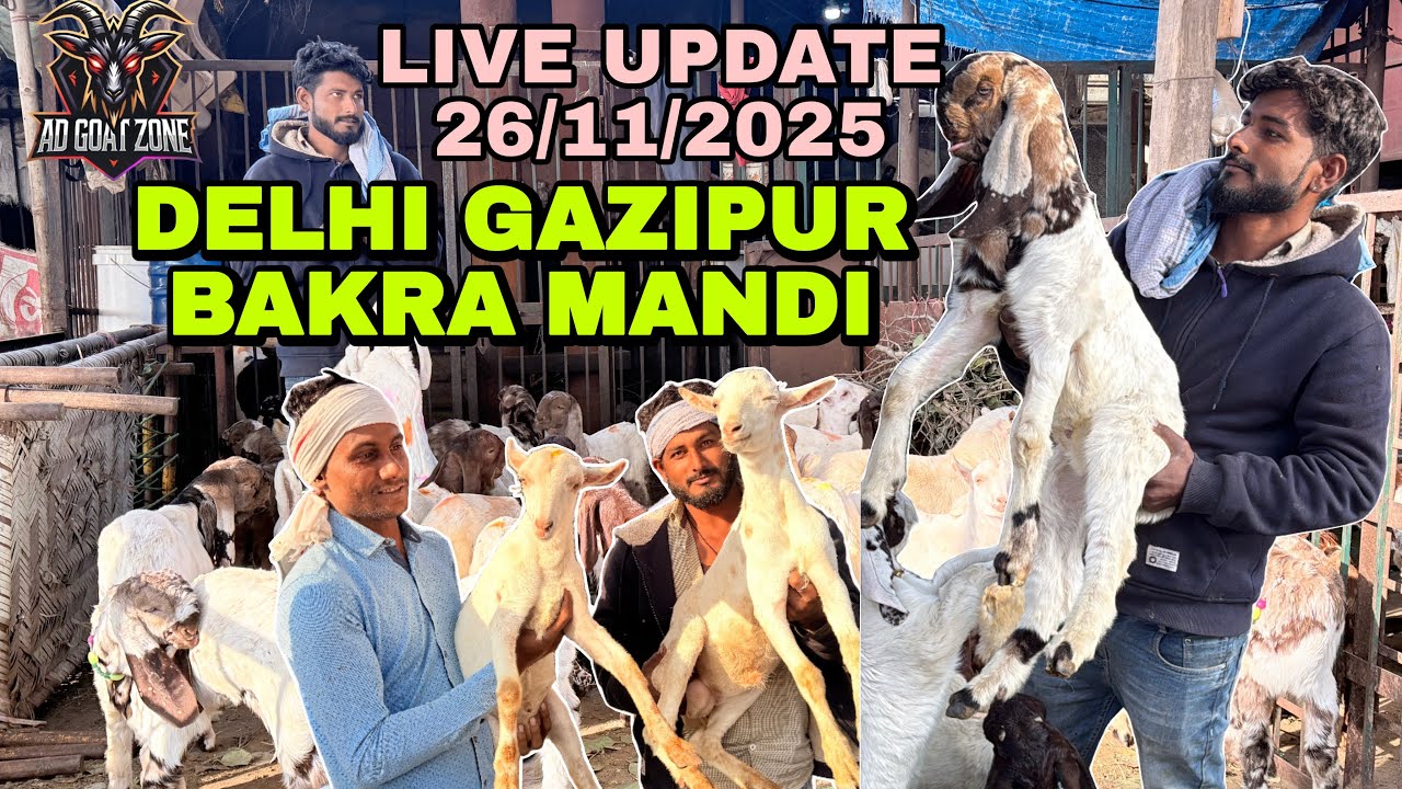 DELHI GAZIPUR BAKRA MANDI LIVE UPDATE 26/11/2025 @ADGoatzone #viralvideo #gazipurbakramandi 