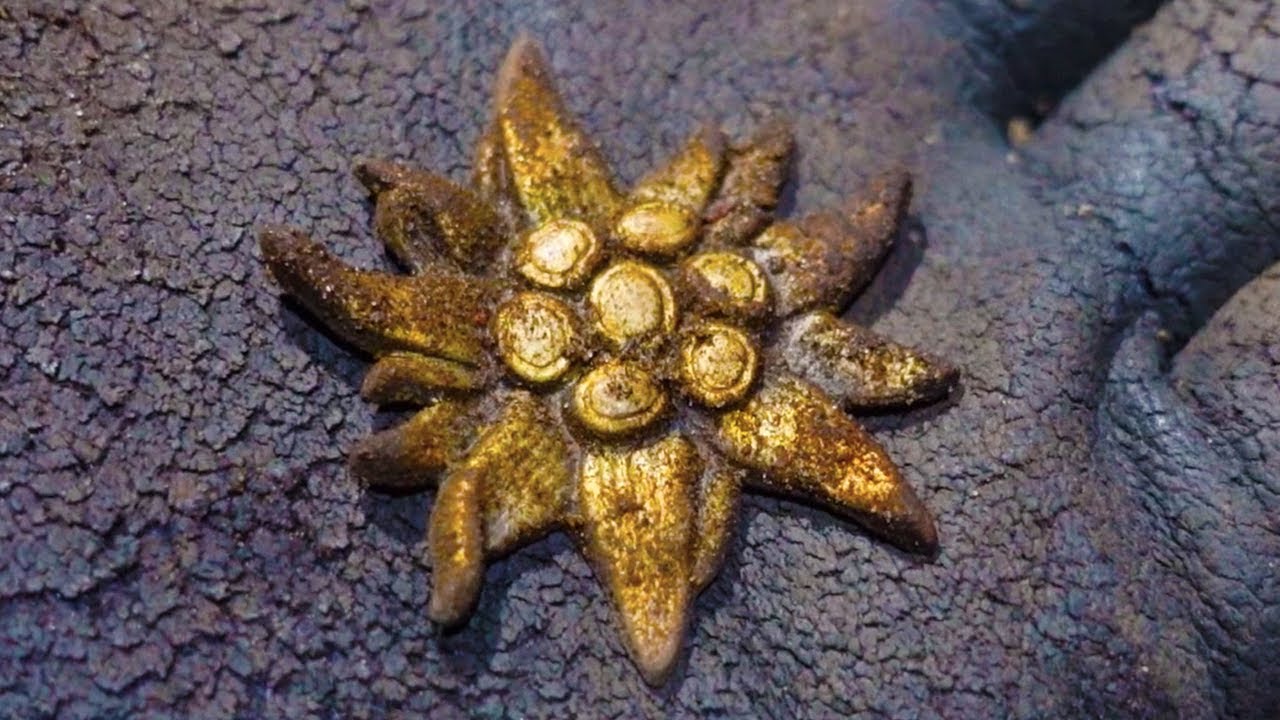 #treasurehunting #metalldetektor #metaldetecting #ww2 #sondeln #wald #schatzsuche #discovery