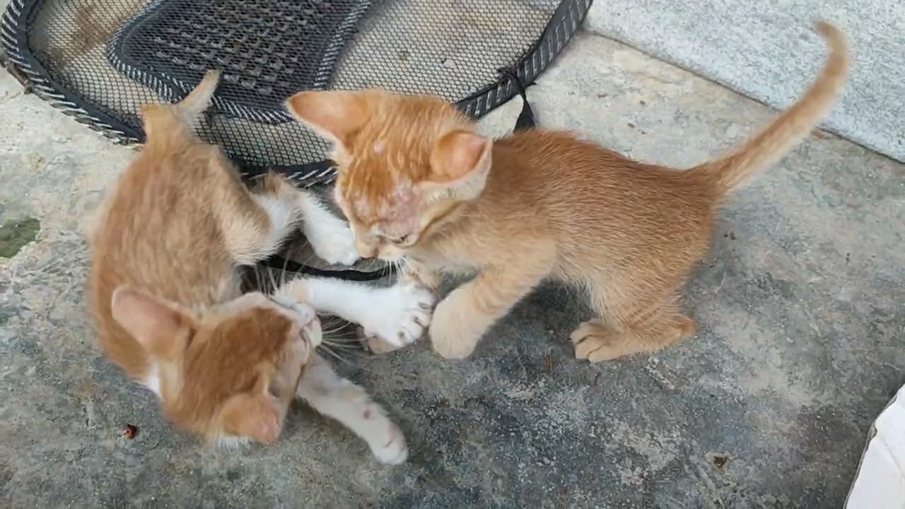 Cute kitty kitten playing 