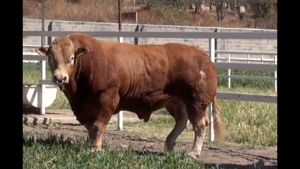 Tierra Fértil Tv - Ganado Limousin de registro ( 04.02.23)