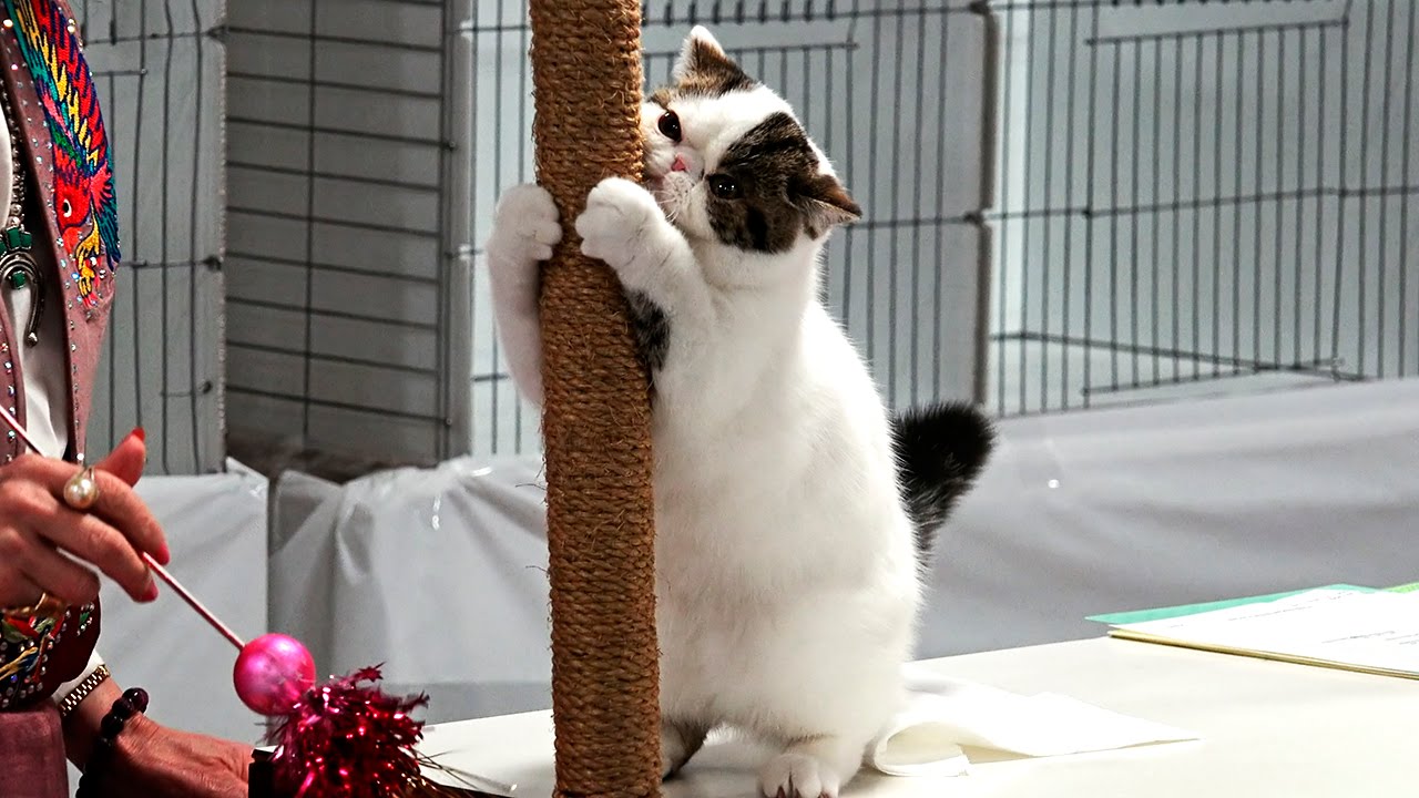 CFA World Show 2014, Exotic Kittens, Purple Show set 2