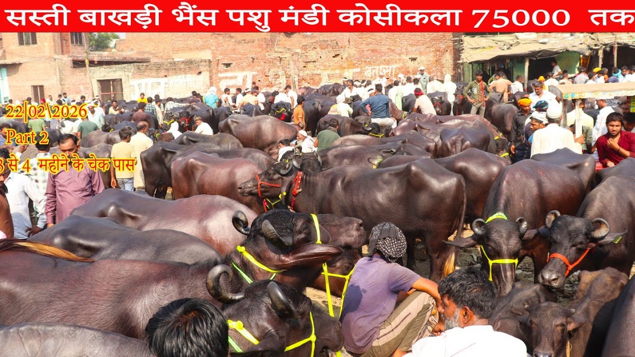 22/02/2026 बाखड़ी भैंसों का बाजार  ,बाखड़ी ही बाखडी भैंस 3 से 4 महीने की चेक पास  