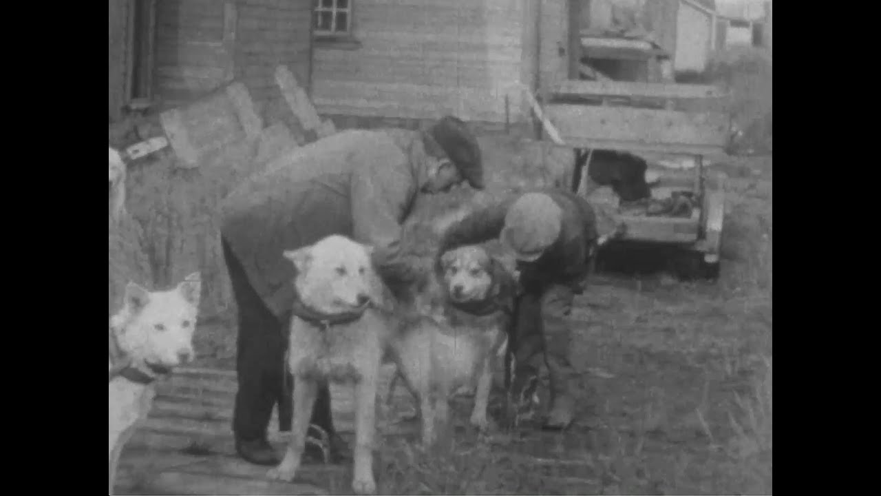 Nome dogs at work, circa 1930