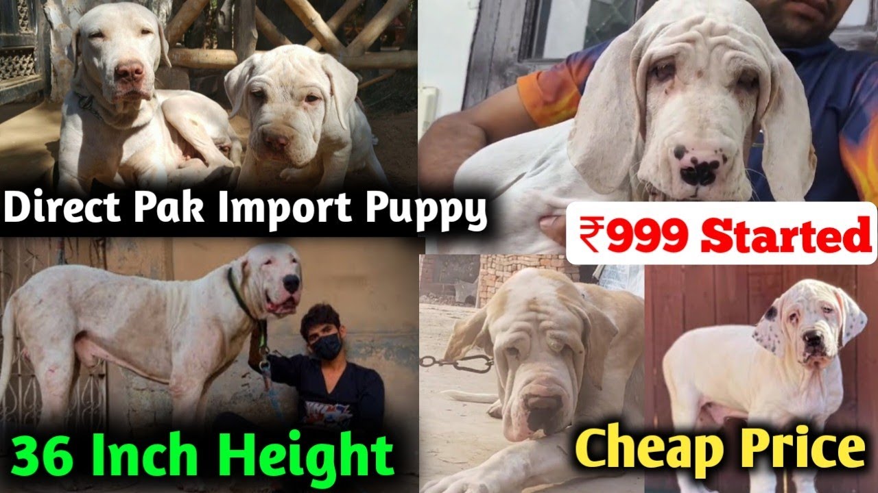 Pakistani Bully Dog for sale in India | Bully kutta Puppies | Pak Bully Dog for sale in Delhi NCR 