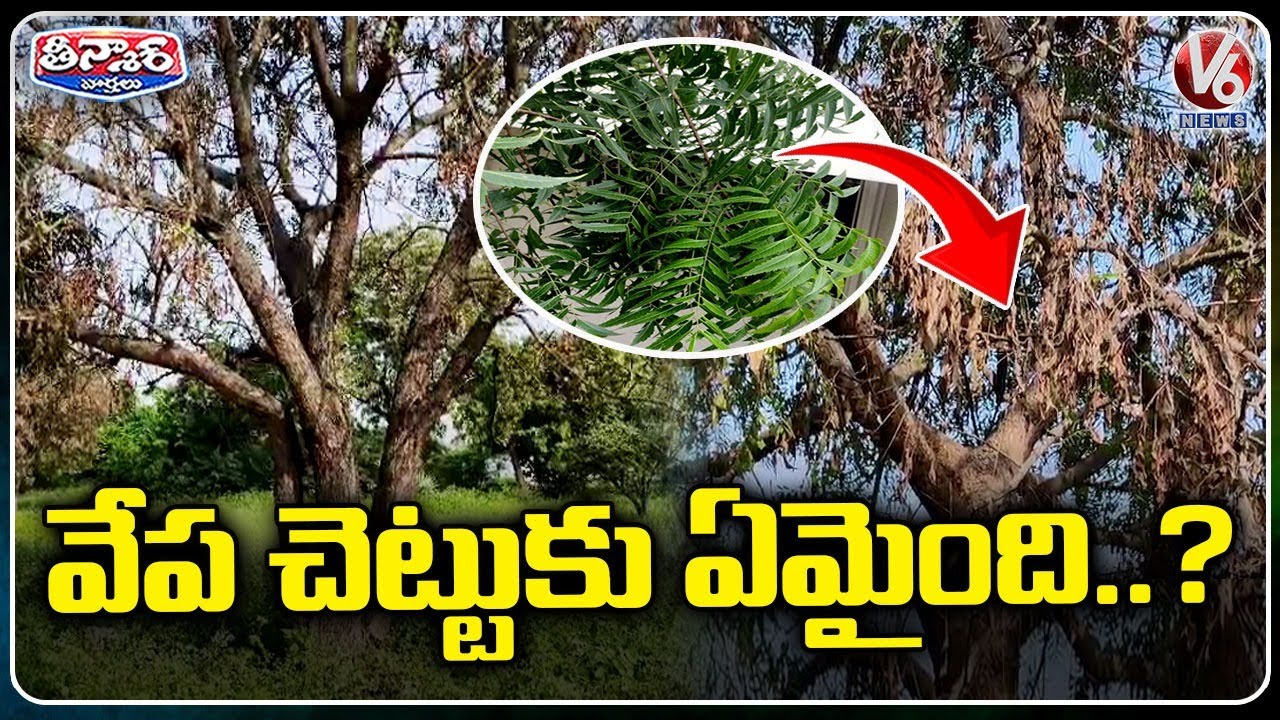 Neem Trees Wither Due to Dieback Disease Impact | V6 Teenmaar