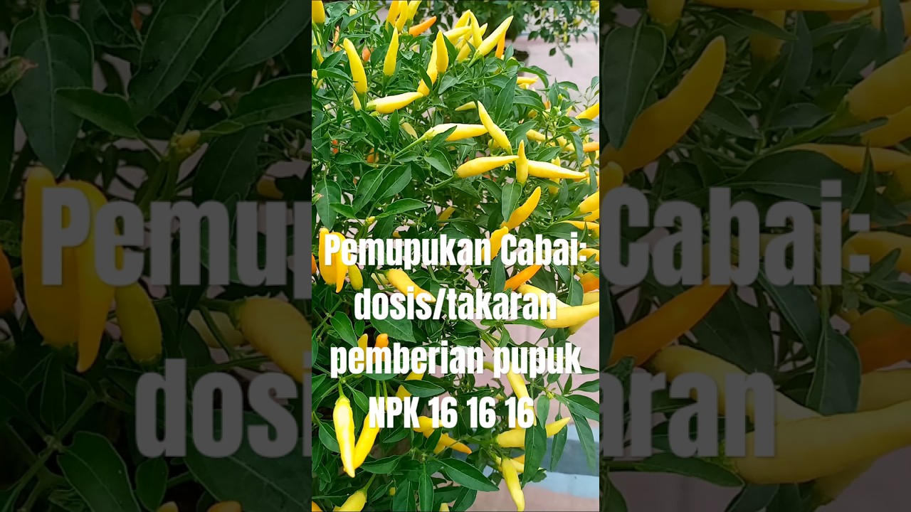 Dosis pemberian pupuk NPK 16 16 16 untuk cabai (lebih jelasnya baca deskripsi videonya) #tanamcabai